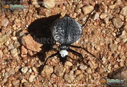 Inflated Beetle - photo 6