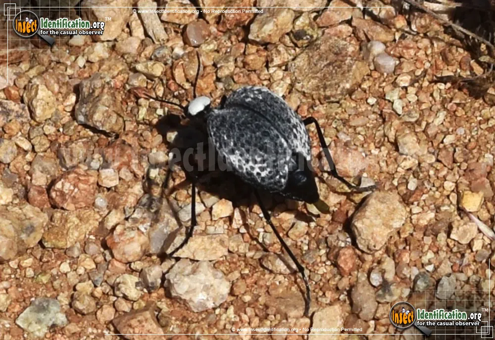 Inflated Beetle - photo 7