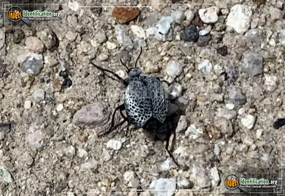 Inflated Beetle - photo 8