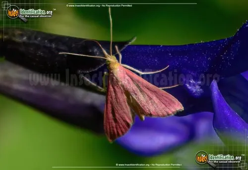 Inornate Pyrausta Moth - photo 2