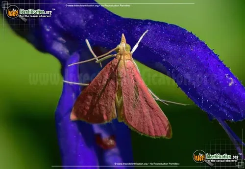 Inornate Pyrausta Moth - photo 4