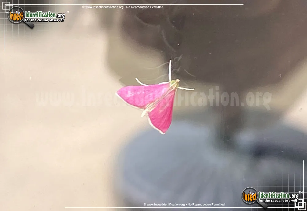 Inornate Pyrausta Moth - photo 5