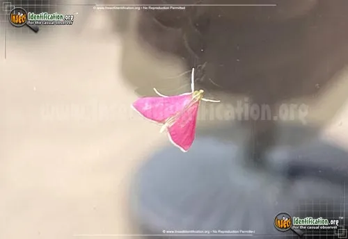 Inornate Pyrausta Moth - photo 6