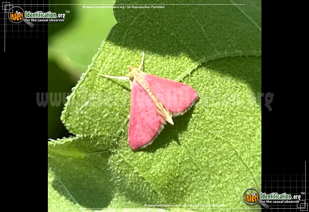Inornate Pyrausta Moth - photo 7