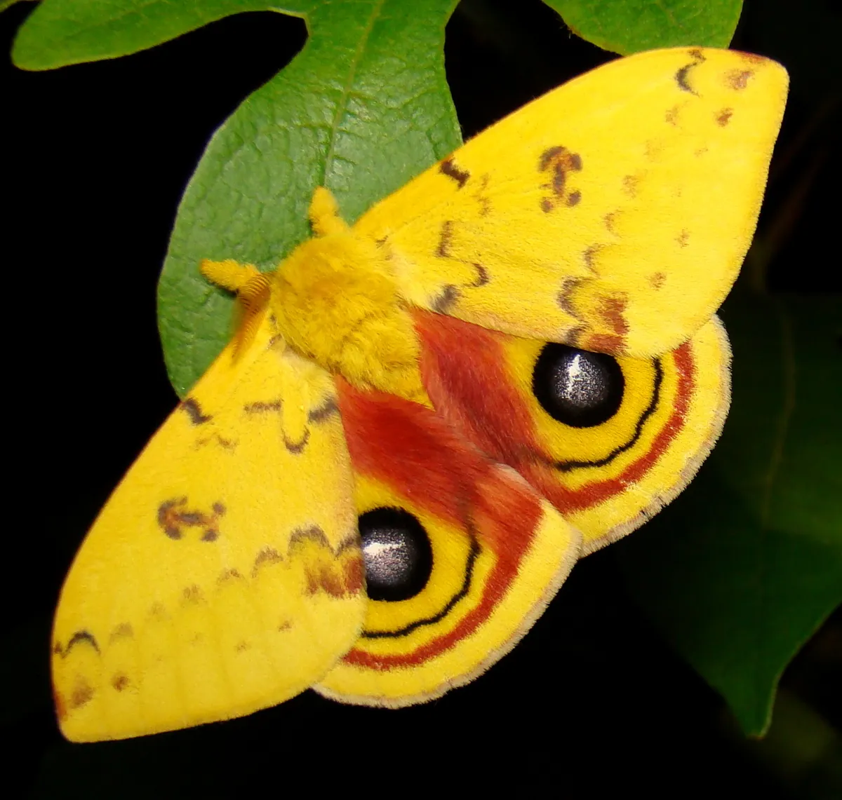 Io Moth - photo 3