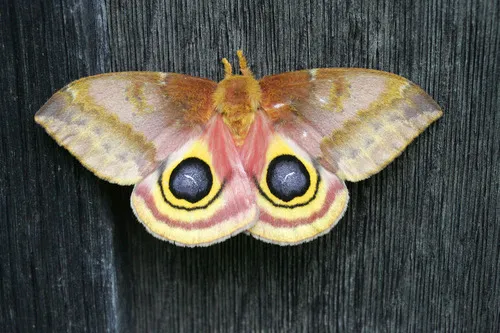 Io Moth - photo 4