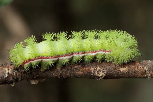 Io Moth - photo 5