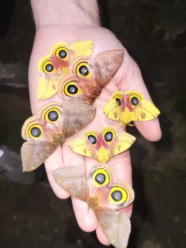 Io Moth - photo 7