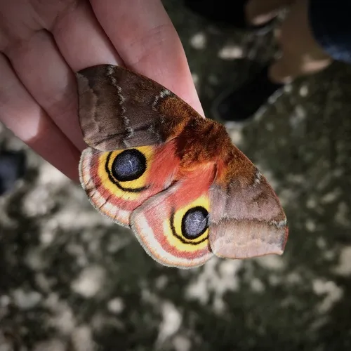 Io Moth - photo 8