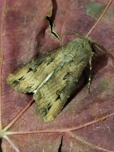 Ipsilon Dart Moth - Agrotis ipsilon