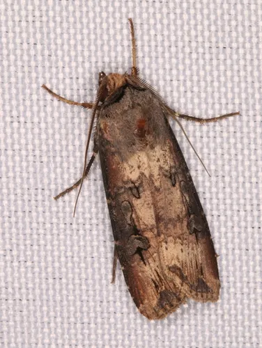Ipsilon Dart Moth - photo 4