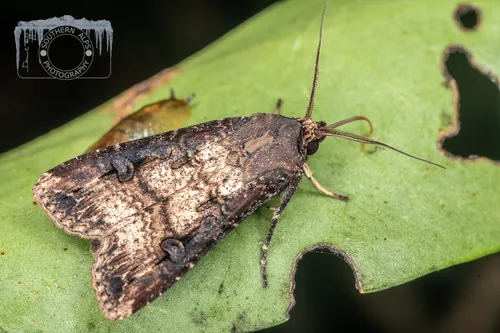 Ipsilon Dart Moth - photo 5