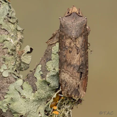 Ipsilon Dart Moth - photo 6