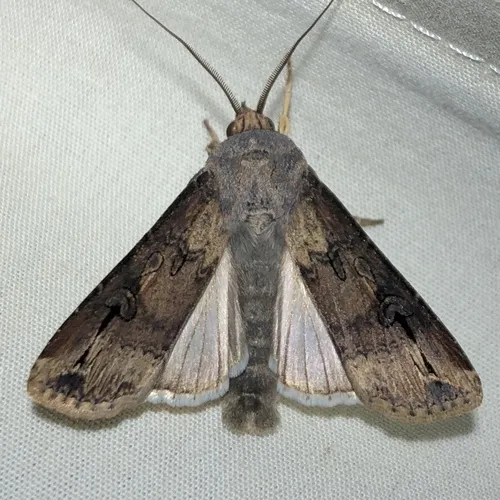 Ipsilon Dart Moth - photo 7
