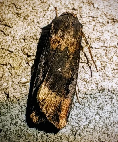 Ipsilon Dart Moth - photo 8