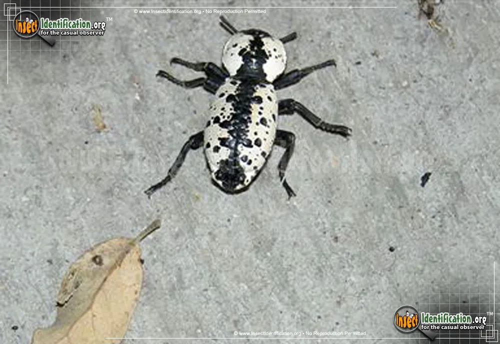 Iron Clad Beetle