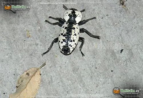 Iron Clad Beetle - photo 2