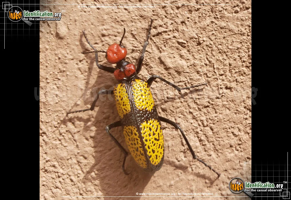 Iron Cross Blister Beetle