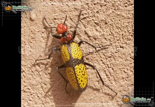 Iron Cross Blister Beetle - photo 2