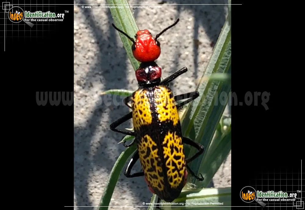 Iron Cross Blister Beetle - photo 3
