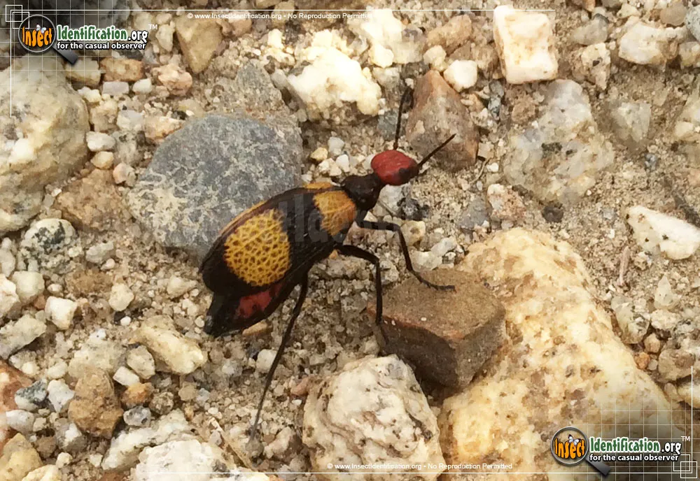 Iron Cross Blister Beetle - photo 5