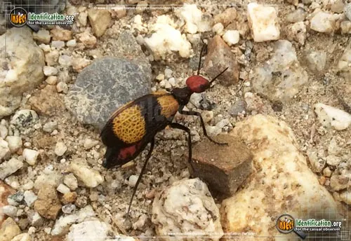 Iron Cross Blister Beetle - photo 6