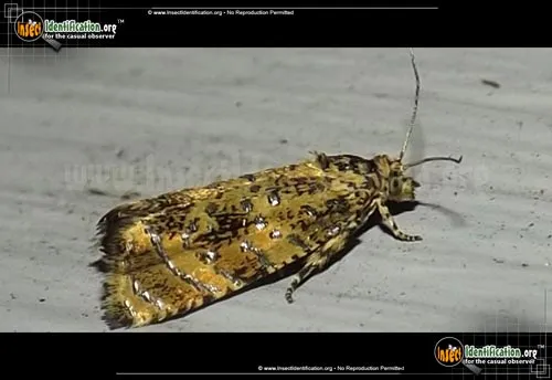 Iron-lined Olethreutes Moth - photo 2