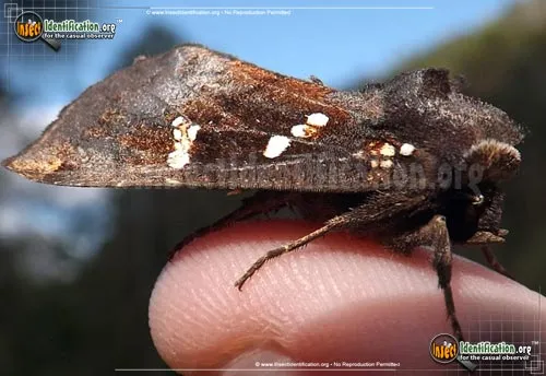 Ironweed Borer - photo 4