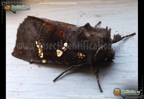 Ironweed Borer - photo 6