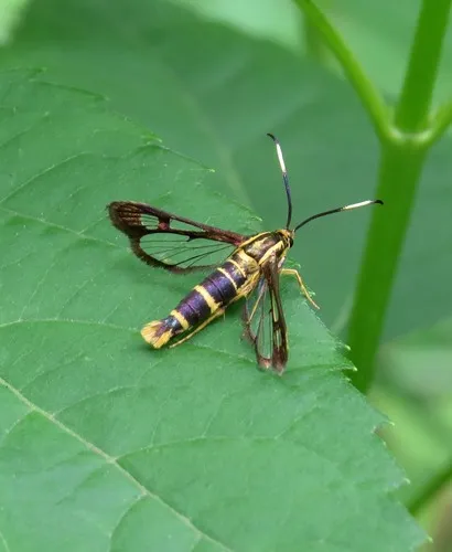 Ironweed Clearwing Moth