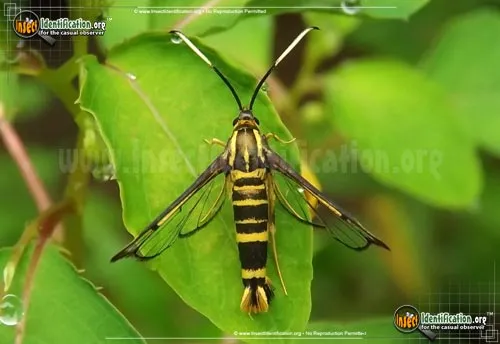 Ironweed Clearwing Moth - photo 5
