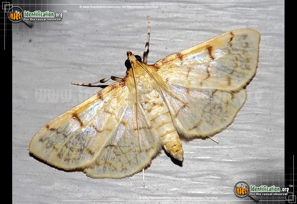 Ironweed Root Moth