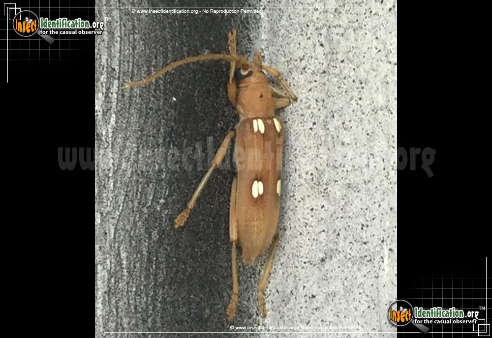 Ivory Marked Beetle - photo 3