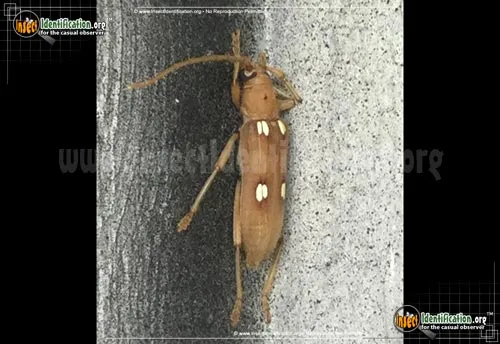 Ivory Marked Beetle - photo 4
