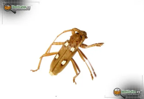 Ivory Marked Beetle - photo 6