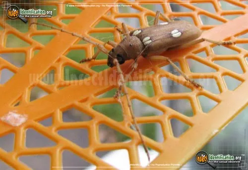 Ivory Marked Beetle - photo 8