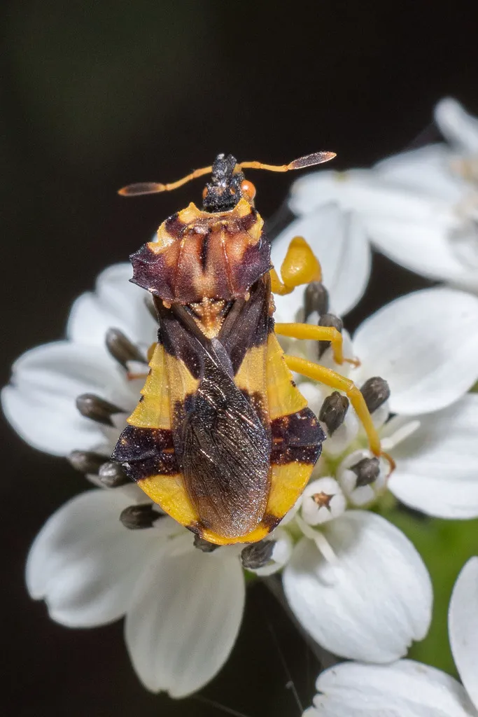 Jagged Ambush Bug - photo 2