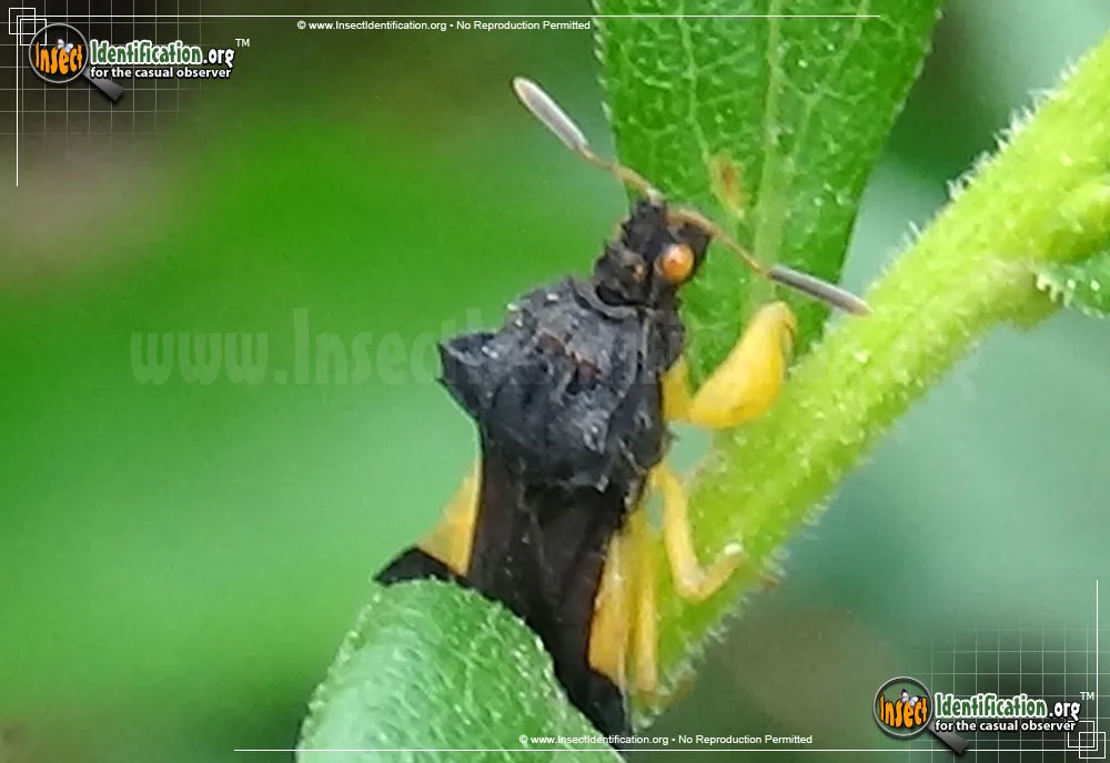 Jagged Ambush Bug - photo 4
