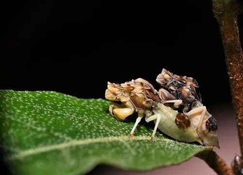 Jagged Ambush Bug