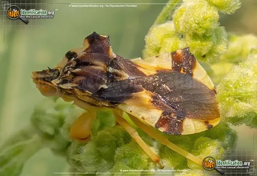 Jagged Ambush Bug - photo 4