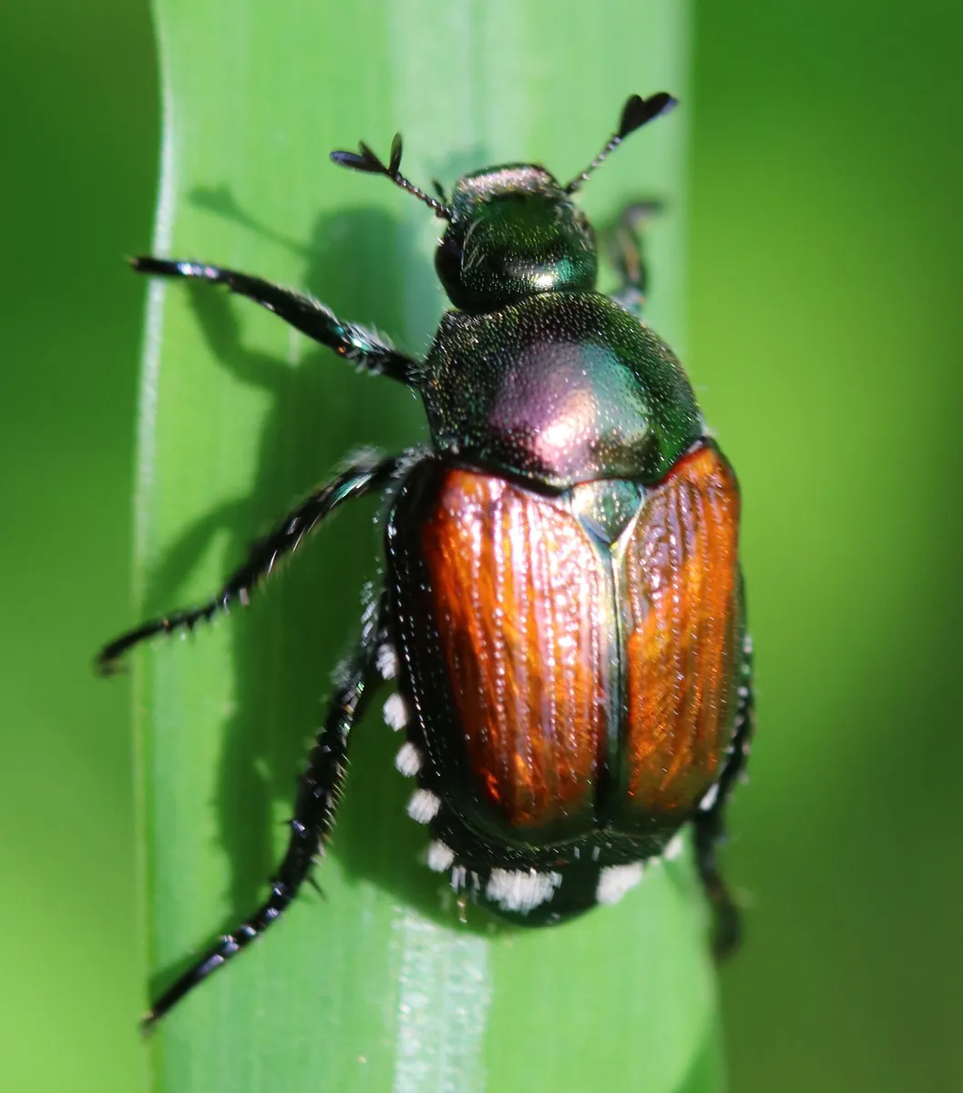 Japanese Beetle - photo 4