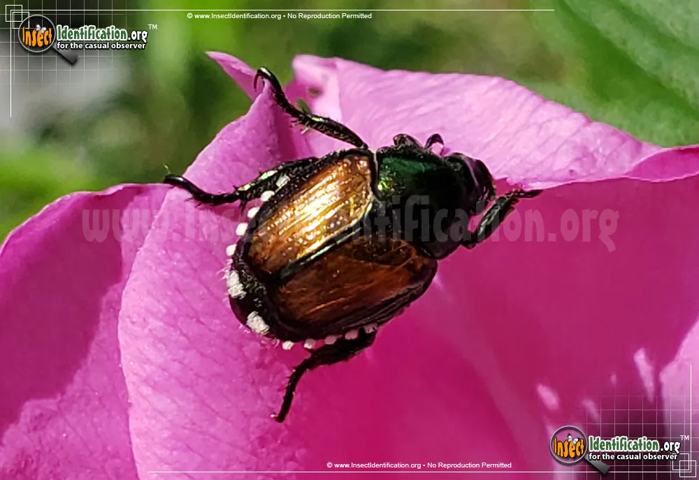 Japanese Beetle - photo 5