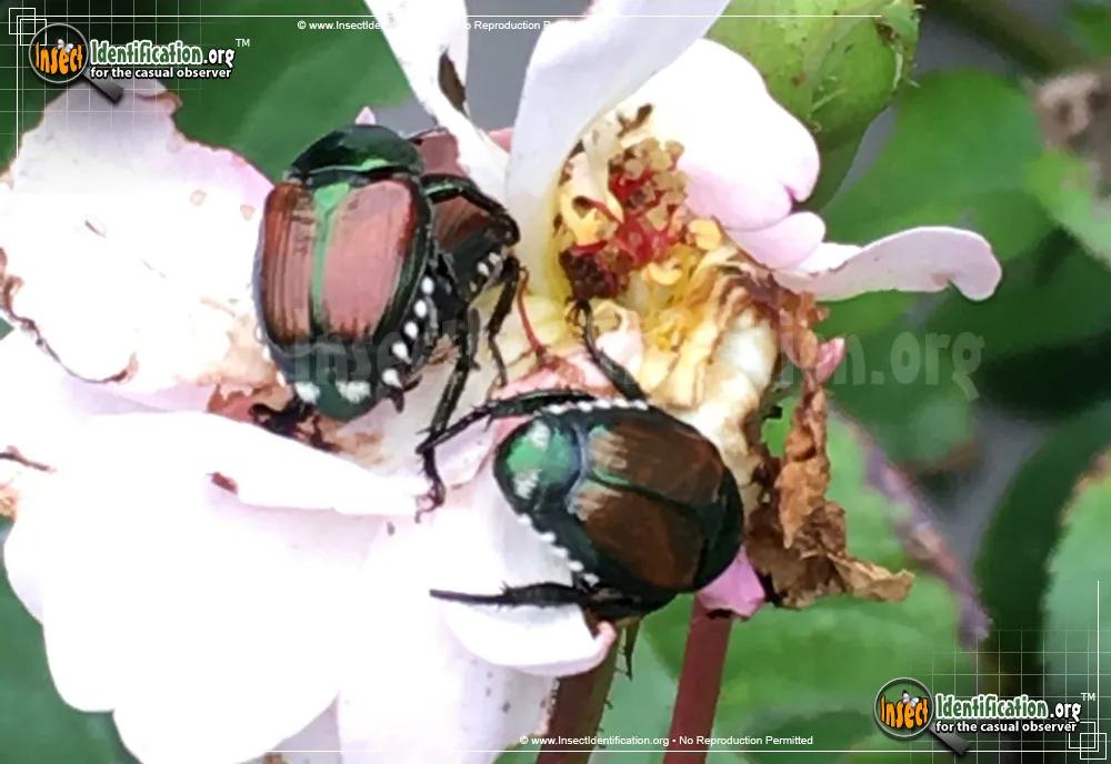 Japanese Beetle - photo 6