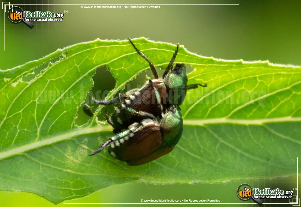 Japanese Beetle - photo 7