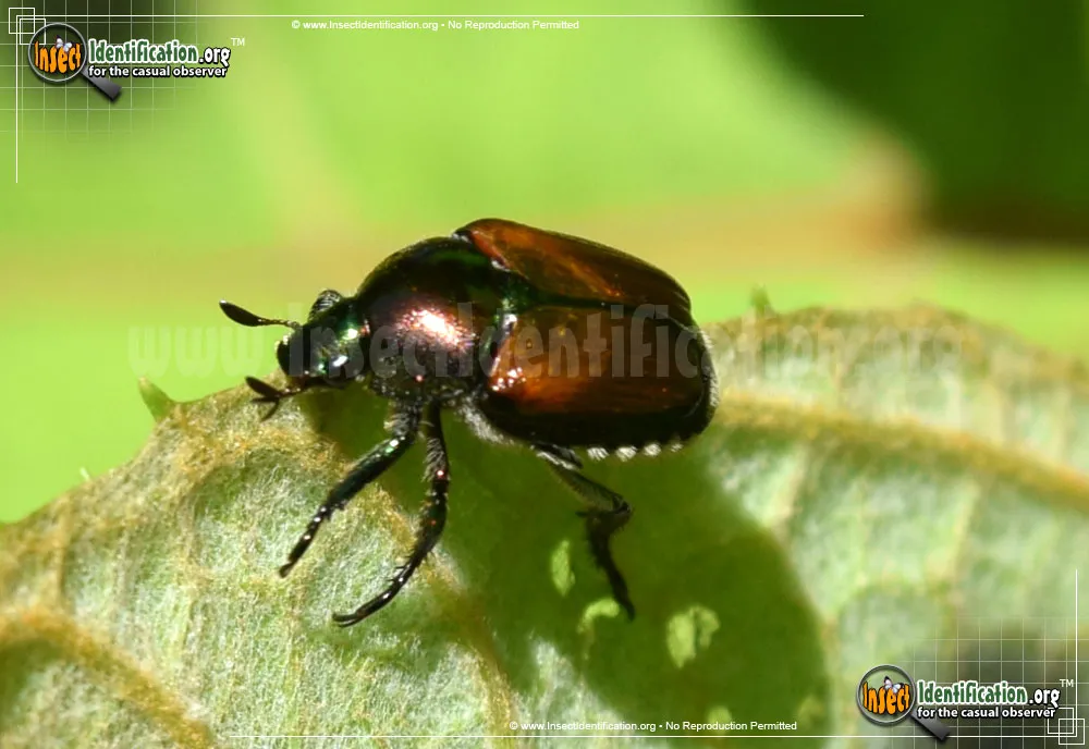 Japanese Beetle - photo 8