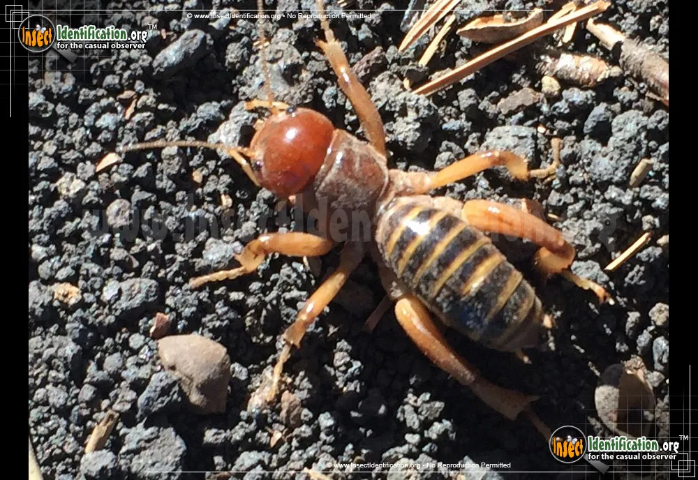 Jerusalem Cricket - Stenopelmatus fuscus