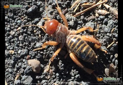 Jerusalem Cricket - photo 2
