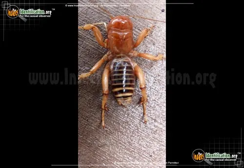 Jerusalem Cricket - photo 4