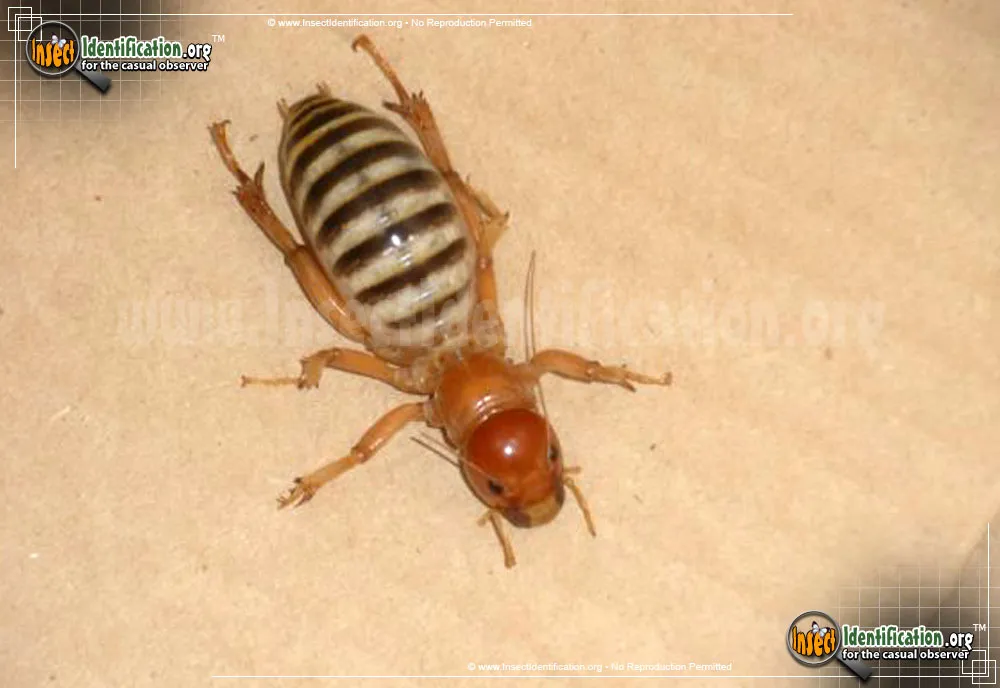 Jerusalem Cricket - photo 5
