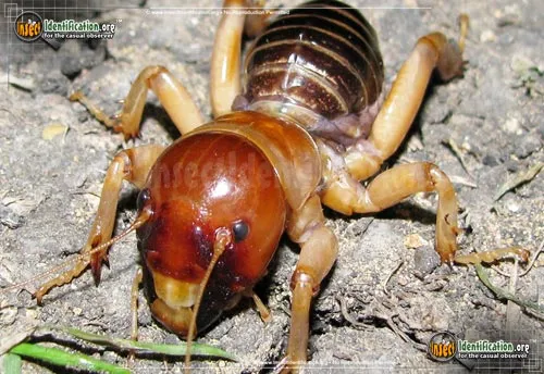 Jerusalem Cricket - photo 8